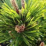 Pinus heldreichii Folha