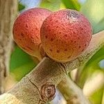 Ficus cordata Flower