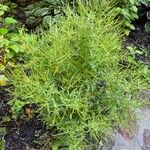 Epilobium coloratum Leaf