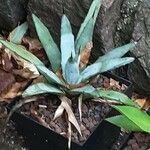 Agave macroacantha Ліст