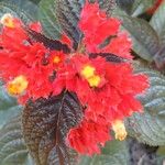 Chrysothemis pulchella Çiçek