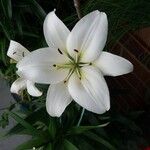 Lilium candidum Blomst