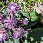 Saussurea alpina Flower