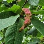 Magnolia hypoleuca Λουλούδι