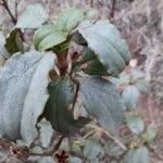 Cistus laurifolius Frunză