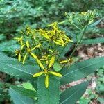 Senecio ovatusFlor