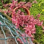 Amaranthus tricolor Levél