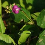 Canavalia rosea Flor