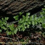 Asplenium cuneifolium Hoja