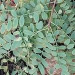 Indigofera heterantha Leaf