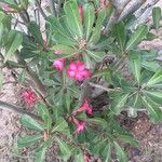 Adenium obesumKvet