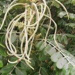 Sophora tomentosa Fruit