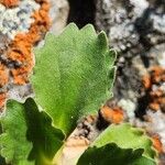 Primula hirsuta Hoja