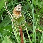 Taraxacum campylodes Плід