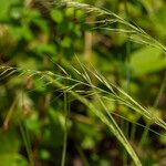 Festuca myuros Floare