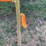 Aloe officinalis Květ