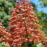 Clerodendrum paniculatum 花