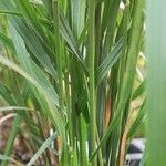 Calamagrostis arundinacea Casca