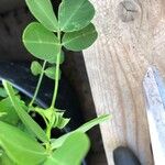 Arachis hypogaea Leaf