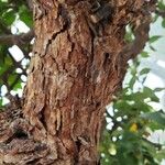 Rosa laevigata Bark