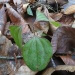 Smilax glauca ഇല