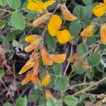 Rhynchosia minima Flower