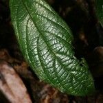 Cordia nodosa Blatt