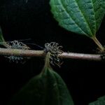 Pouzolzia sanguinea Συνήθη χαρακτηριστικά