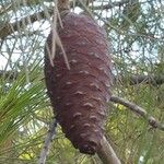 Pinus halepensis Fruit