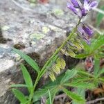 Polygala vulgaris Plante entière