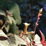 Arthrostemma parvifolium Fruto