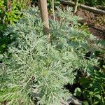 Artemisia arborescens Blad