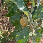 Solanum gomphodes Fruit