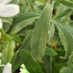 Spiraea corymbosa 葉