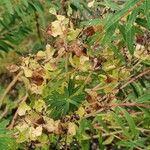 Euphorbia palustris Ffrwyth