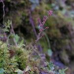 Saxifraga strigosa Buveinė