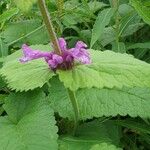 Betonica macrantha Leaf