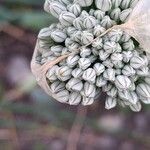 Allium cepa 花