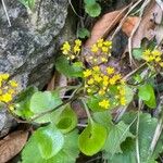 Aichryson divaricatum Hábito