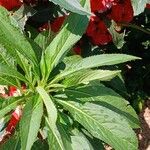 Impatiens balsamina Hoja