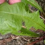 Taraxacum clemens Deilen