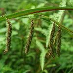 Carex crinita Fruitua