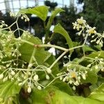 Begonia convolvulacea Flor
