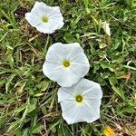 Ipomoea imperati Flower