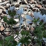 Geranium renardii Flower