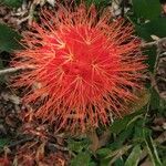 Brownea macrophylla Цвят