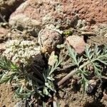 Lomatium nevadense عادت