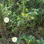 Cistus salviifolius Pokrój