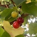 Prunus mahaleb Fruit