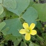 Oxalis grandis Folio